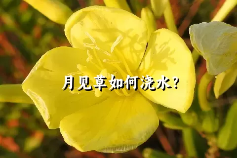 月见草如何浇水？