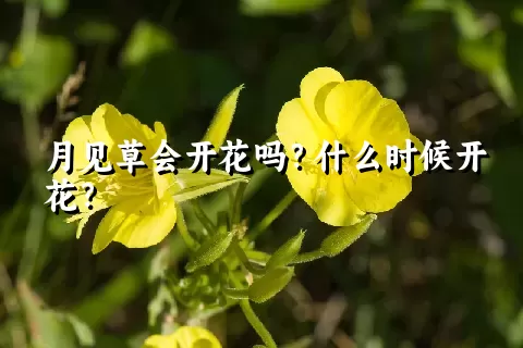 月见草会开花吗？什么时候开花？