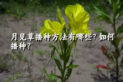 月见草播种方法有哪些？如何播种？