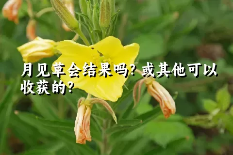 月见草会结果吗？或其他可以收获的？