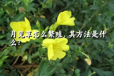 月见草怎么繁殖，其方法是什么？