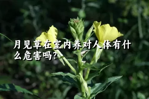 月见草在室内养对人体有什么危害吗？