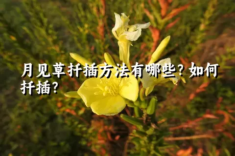 月见草扦插方法有哪些？如何扦插？