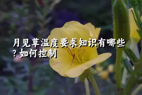 月见草温度要求知识有哪些？如何控制