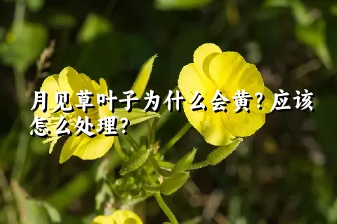 月见草叶子为什么会黄？应该怎么处理？