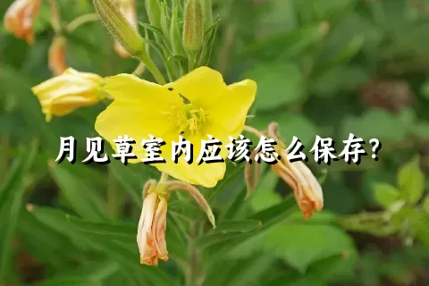 月见草室内应该怎么保存？