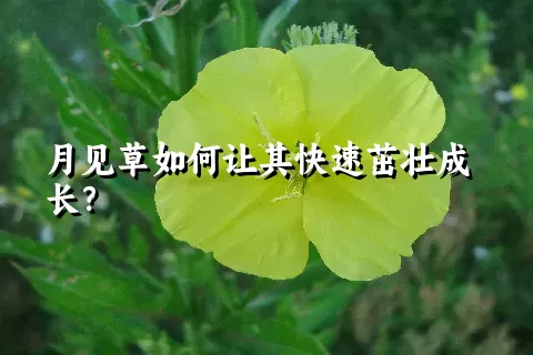 月见草如何让其快速茁壮成长？