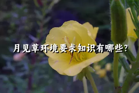 月见草环境要求知识有哪些？