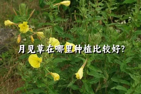 月见草在哪里种植比较好？