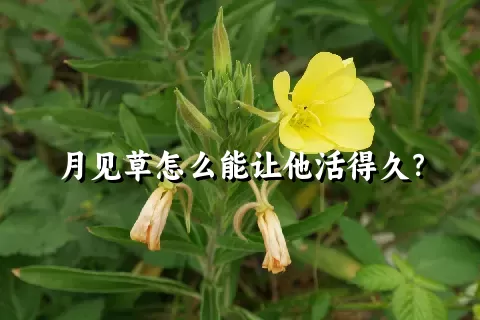 月见草怎么能让他活得久？