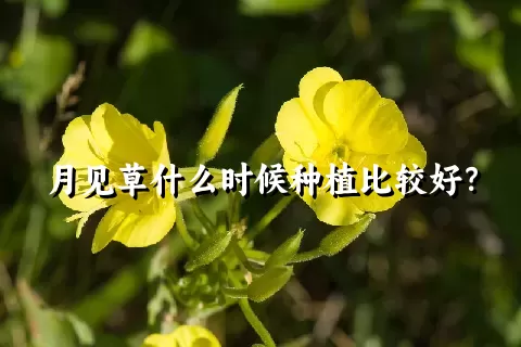 月见草什么时候种植比较好？