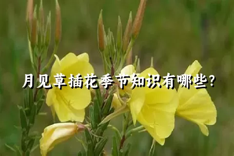 月见草插花季节知识有哪些？