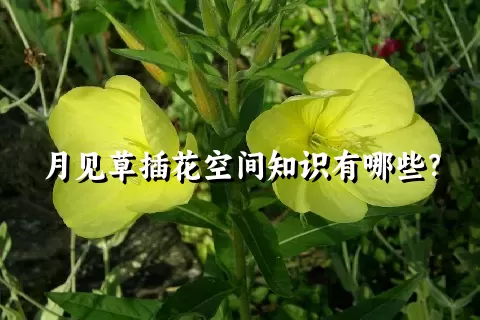 月见草插花空间知识有哪些？