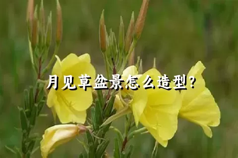 月见草盆景怎么造型？