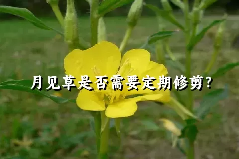 月见草是否需要定期修剪？