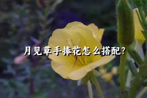 月见草手捧花怎么搭配？