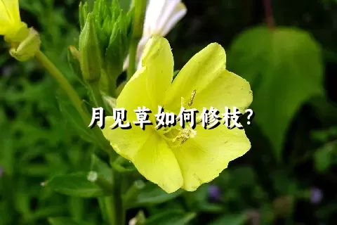 月见草如何修枝？