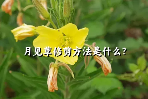 月见草修剪方法是什么？