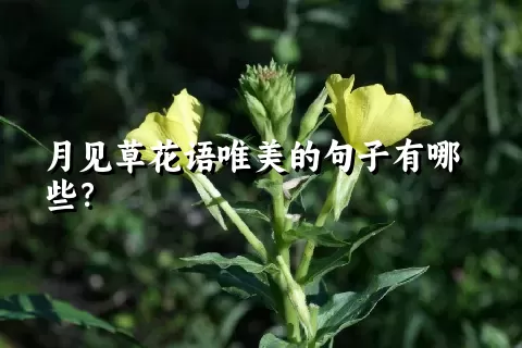 月见草花语唯美的句子有哪些？