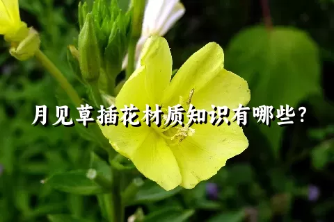 月见草插花材质知识有哪些？