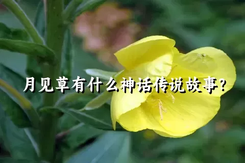 月见草有什么神话传说故事？