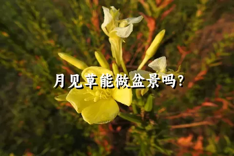 月见草能做盆景吗？