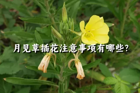 月见草插花注意事项有哪些？