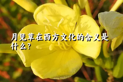 月见草在西方文化的含义是什么？