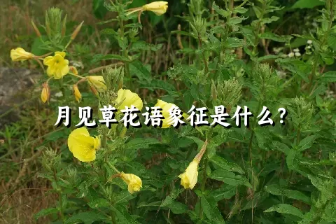 月见草花语象征是什么？