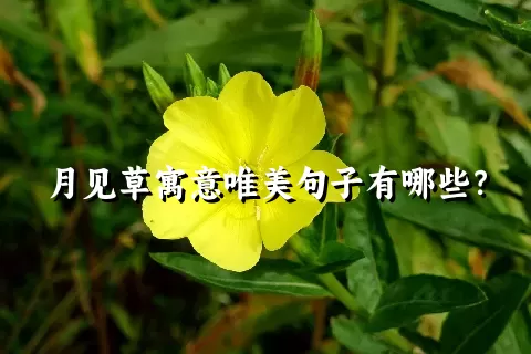 月见草寓意唯美句子有哪些？