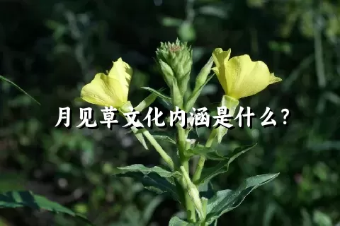 月见草文化内涵是什么？