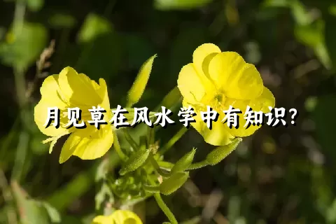 月见草在风水学中有知识？