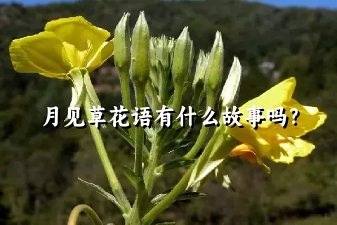 月见草花语有什么故事吗？