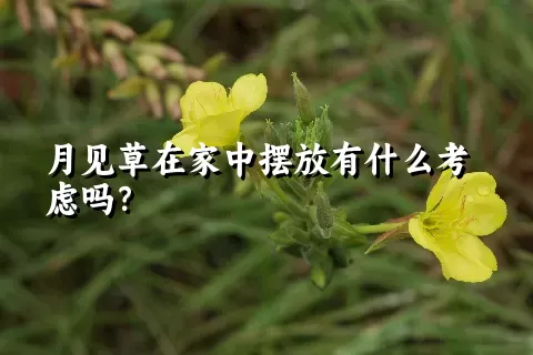 月见草在家中摆放有什么考虑吗？