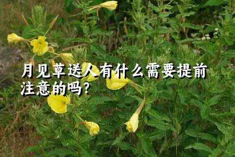 月见草送人有什么需要提前注意的吗？