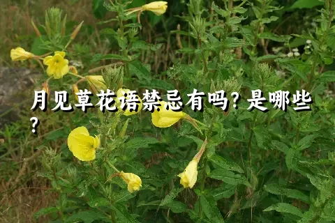 月见草花语禁忌有吗？是哪些？