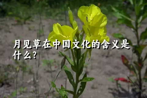 月见草在中国文化的含义是什么？