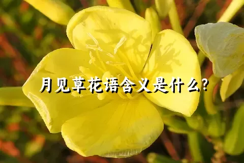 月见草花语含义是什么？