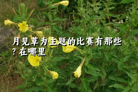 月见草为主题的比赛有那些？在哪里