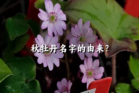 秋牡丹名字的由来？