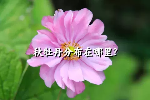 秋牡丹分布在哪里?