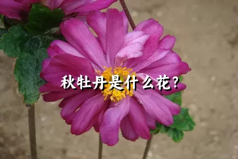 秋牡丹是什么花？