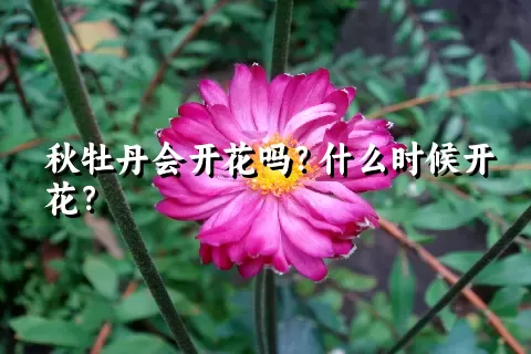 秋牡丹会开花吗？什么时候开花？