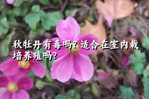 秋牡丹有毒吗？适合在室内栽培养殖吗？