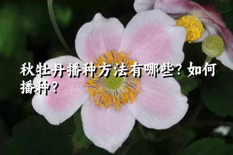 秋牡丹播种方法有哪些？如何播种？