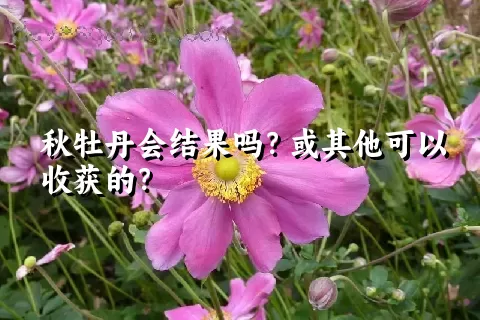 秋牡丹会结果吗？或其他可以收获的？