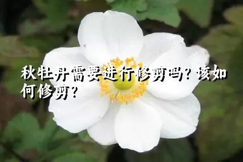 秋牡丹需要进行修剪吗？该如何修剪？