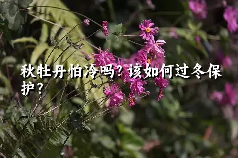 秋牡丹怕冷吗？该如何过冬保护？