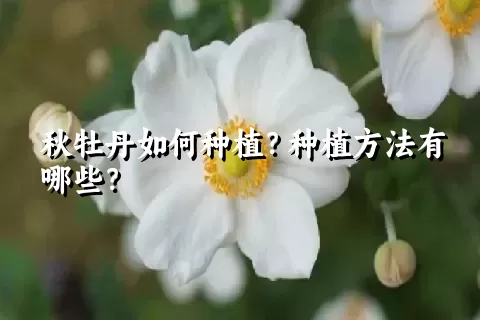 秋牡丹如何种植？种植方法有哪些？