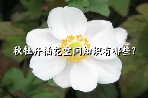 秋牡丹插花空间知识有哪些？